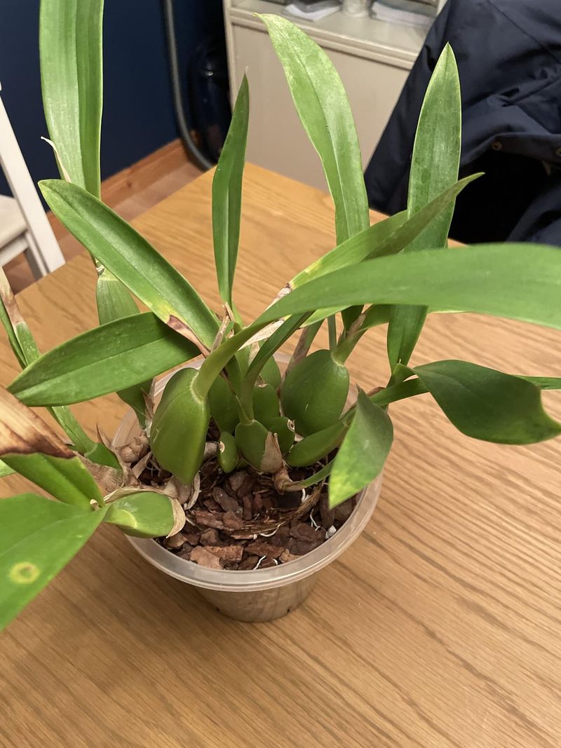 Mealybug Damage