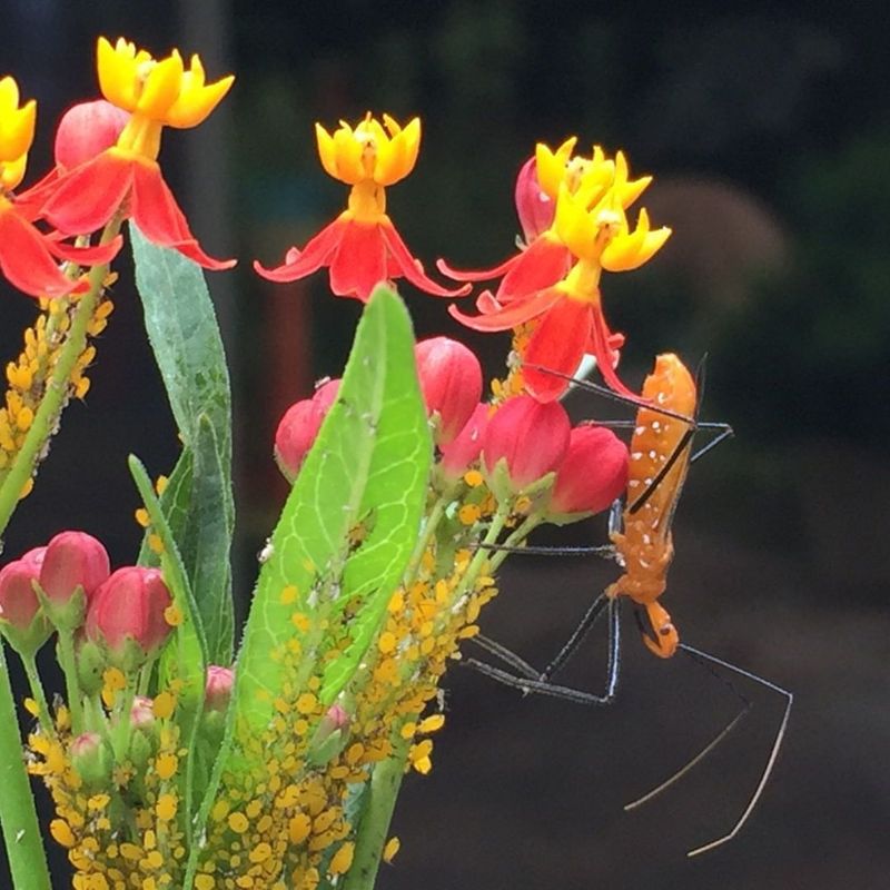 Insect Egg Elimination