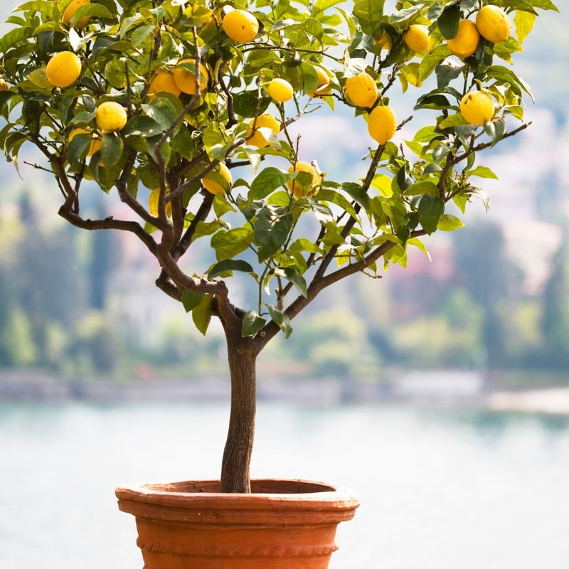 Manage Flowering and Fruiting