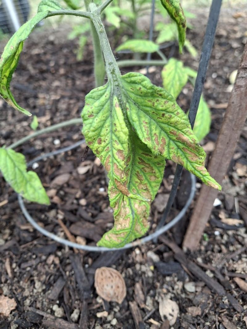 MISTAKE: Over-Fertilizing Causes More Harm Than Good