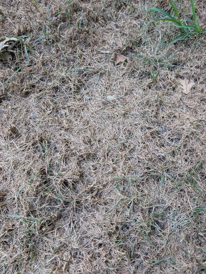 Apply Fungicides Strategically