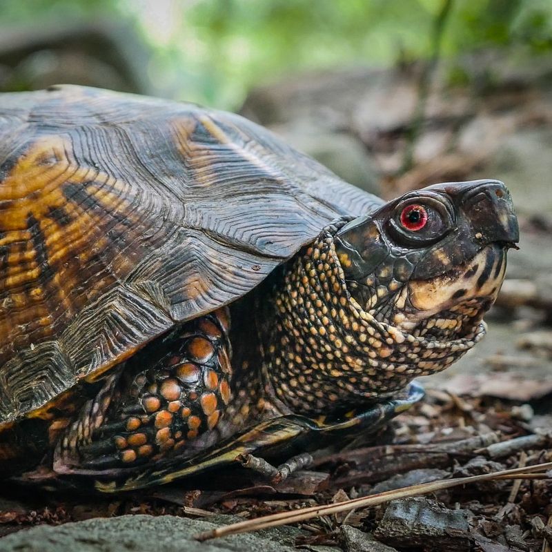 Eastern Box Turtles