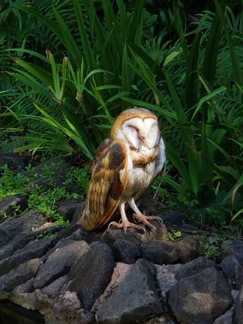 Barn Owls