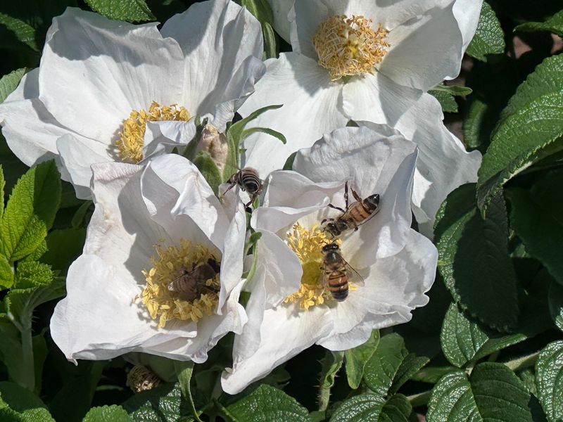 Rugosa Alba