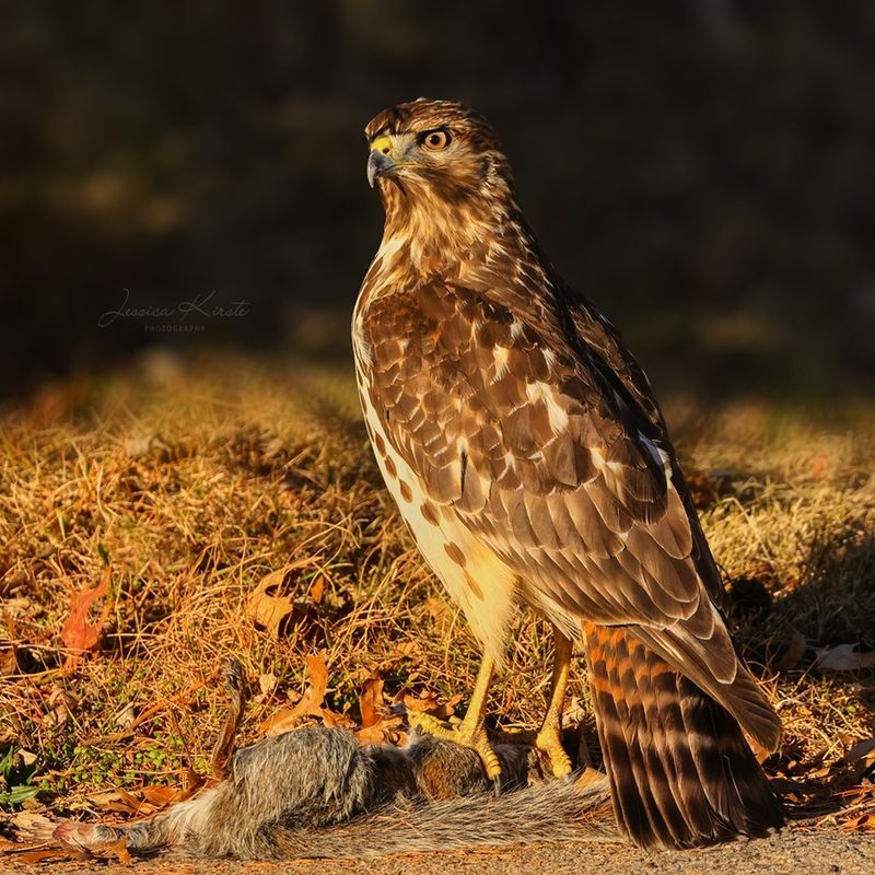 Red-tailed Hawks Maintain Ecosystem Balance