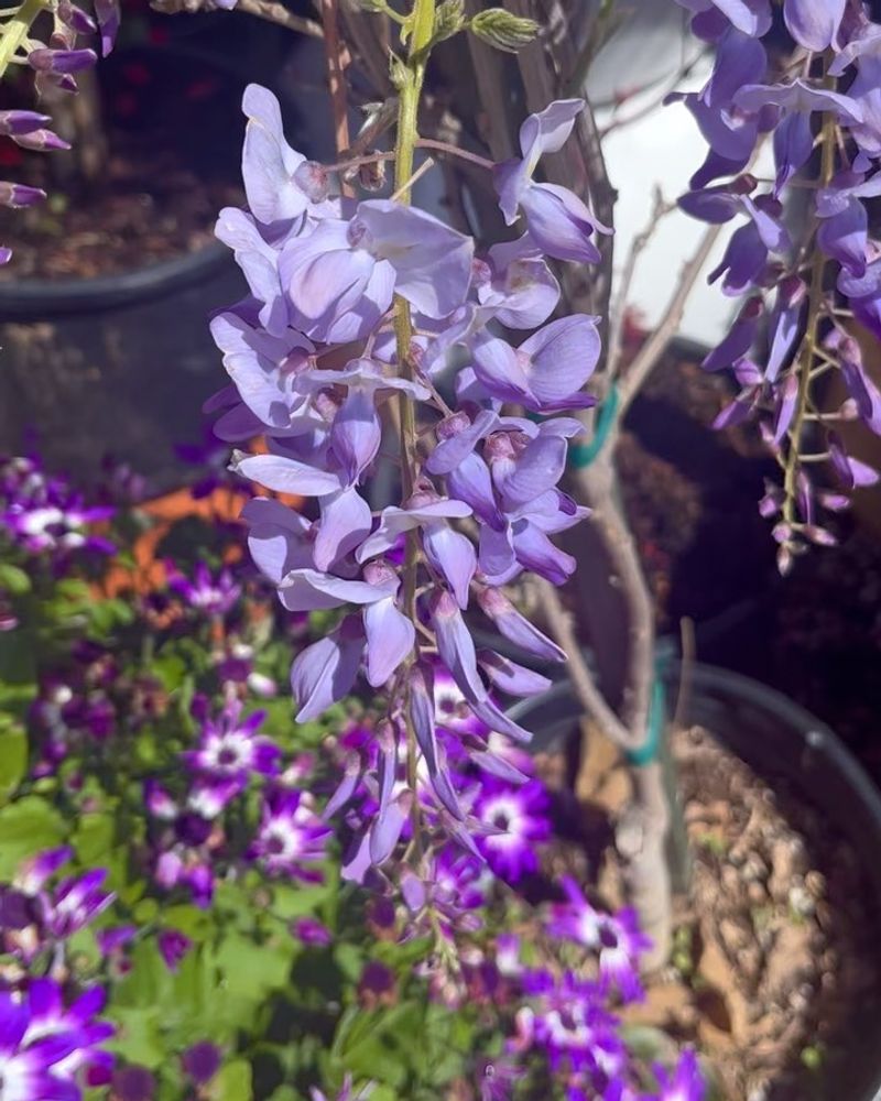 Wisteria