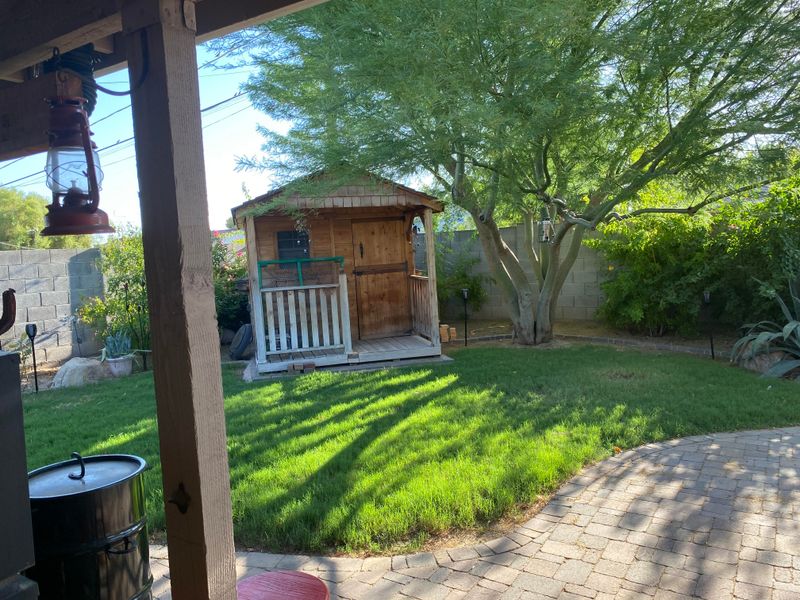 Mexican Palo Verde