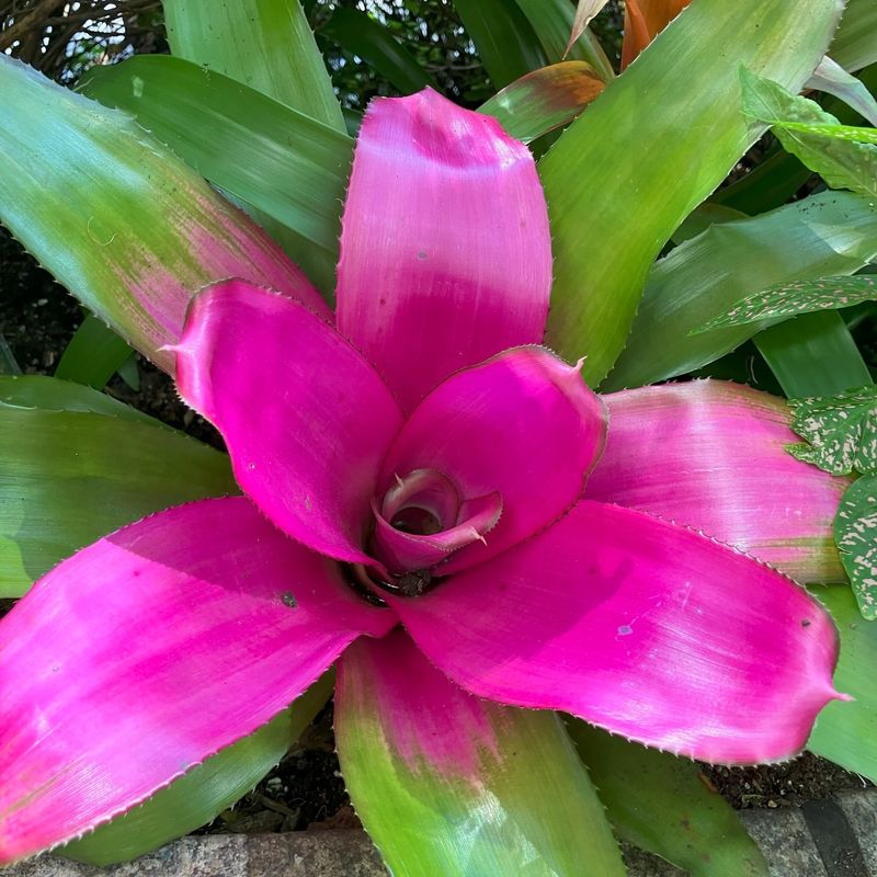 Bromeliads