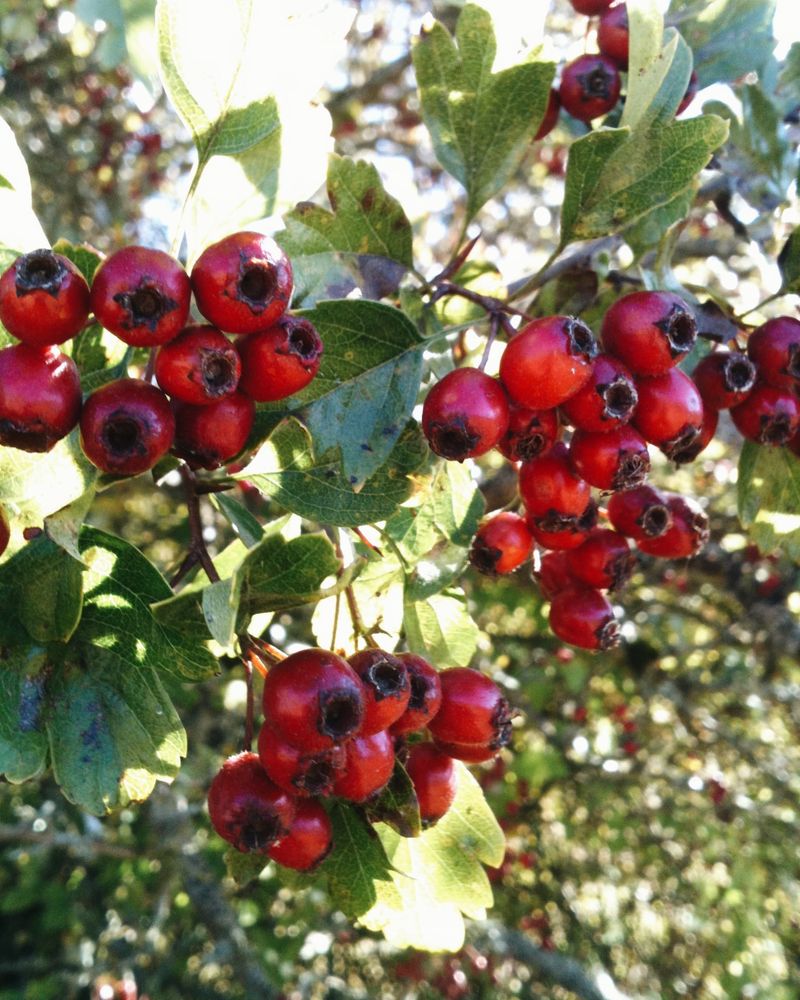 European Hawthorn
