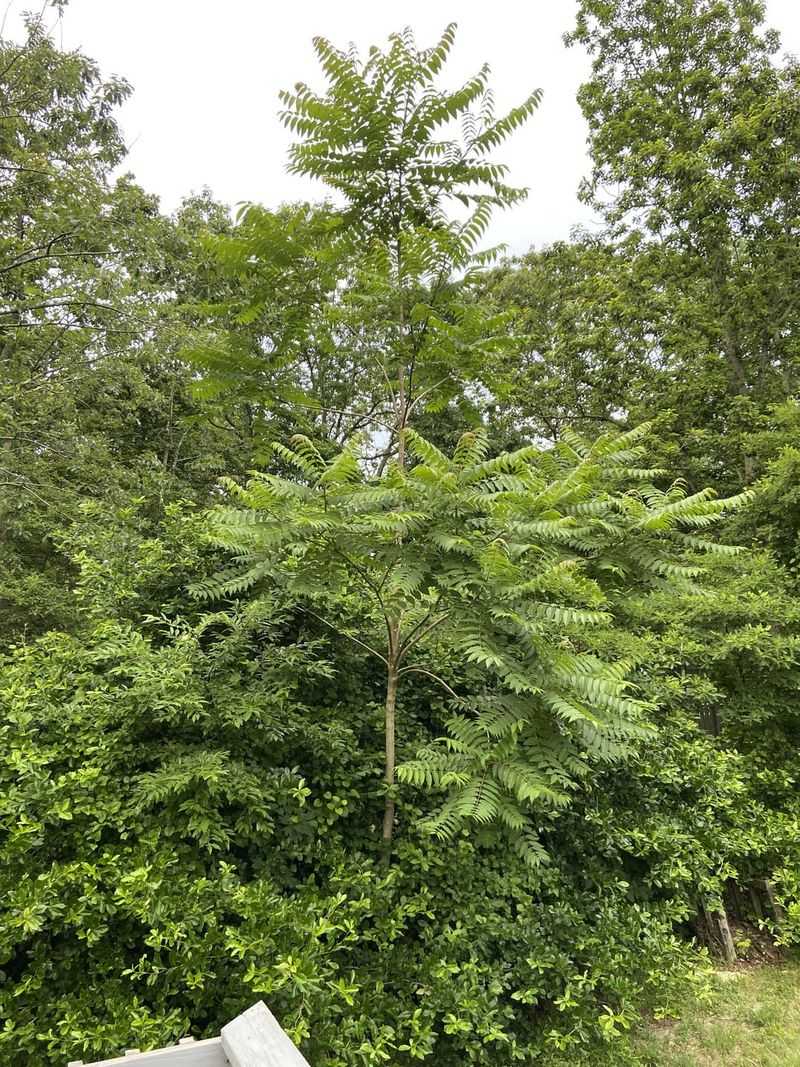 Tree Of Heaven