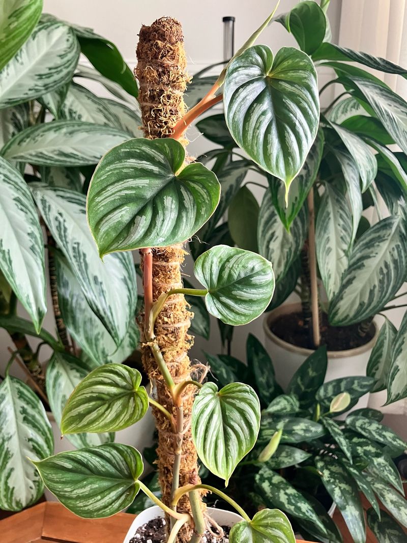 Philodendron