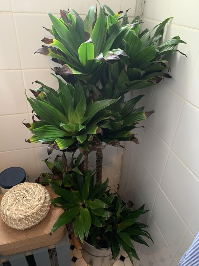 Janet Craig Dracaena
