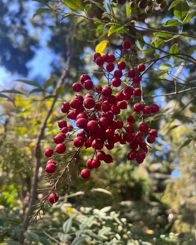 Heavenly Bamboo (Nandina domestica)