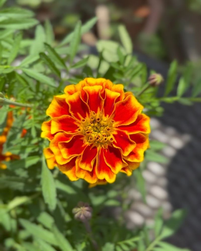 Marigolds – Pest-Repelling Powerhouse