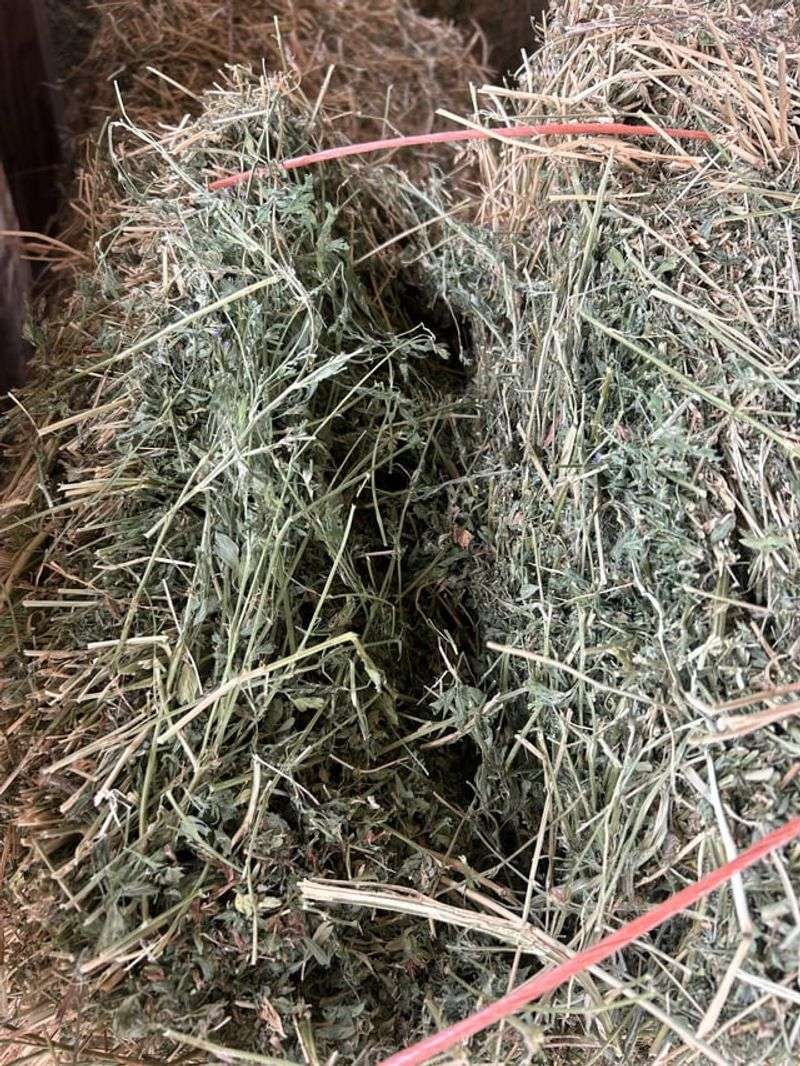 Alfalfa Meal