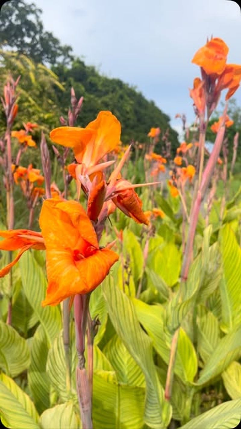 Canna Lily