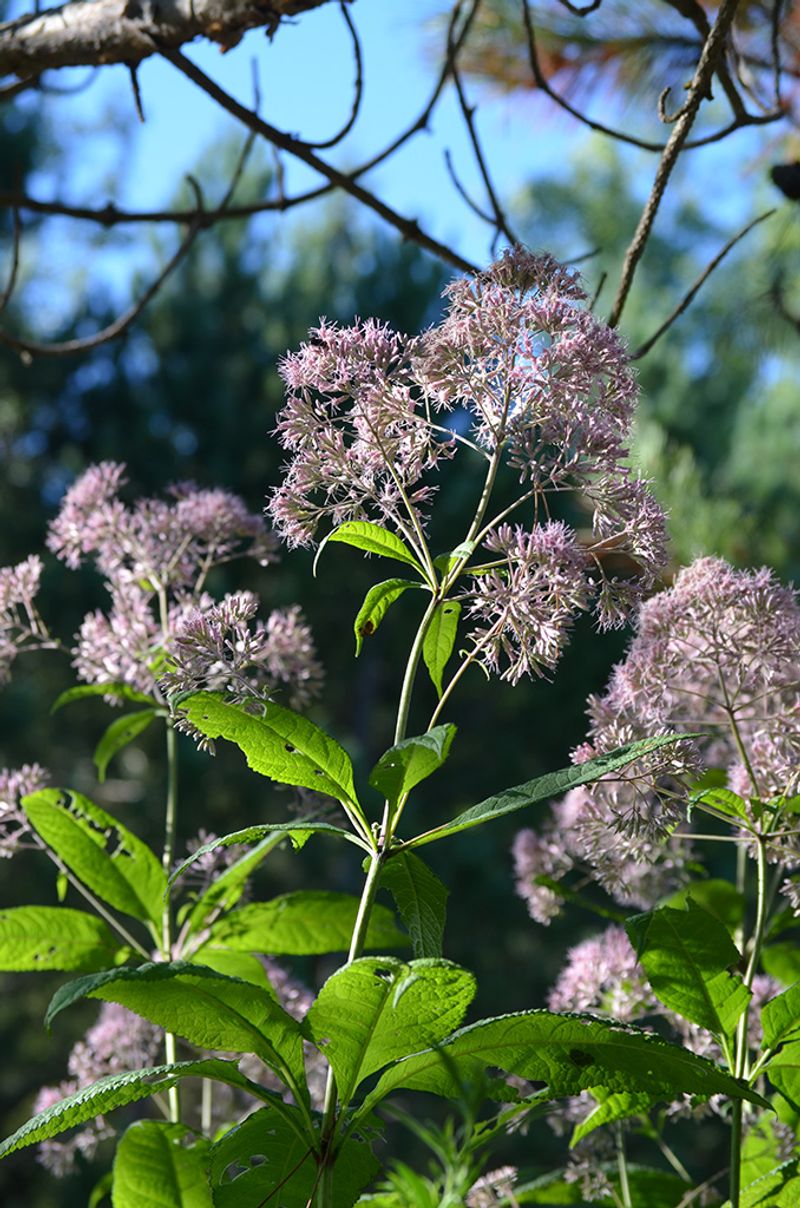 Joe Pye Weed 'Vanilla' - Native Prairie Surprise
