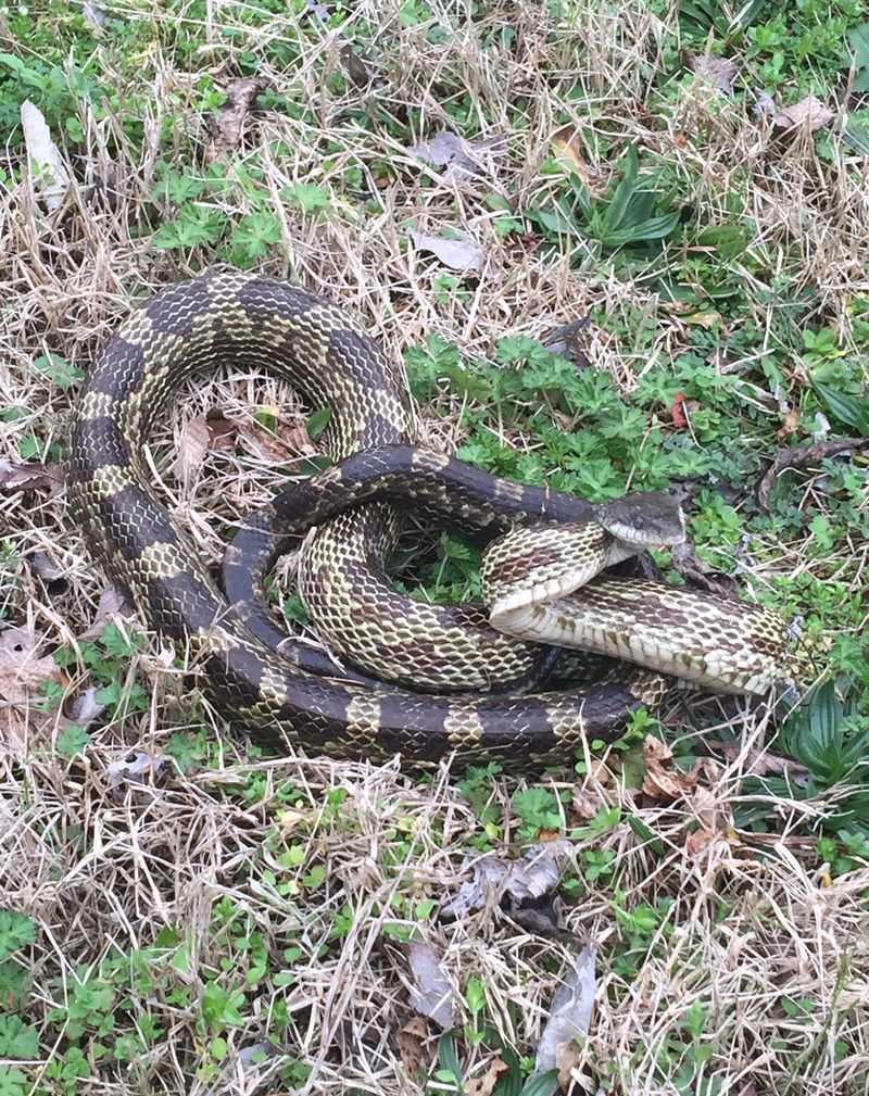 Gray Rat Snake