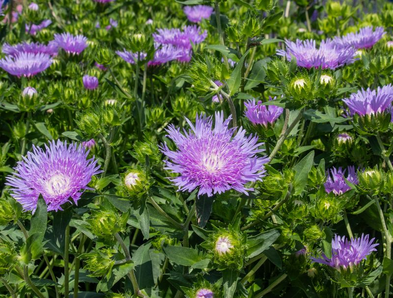 Stokes' Aster
