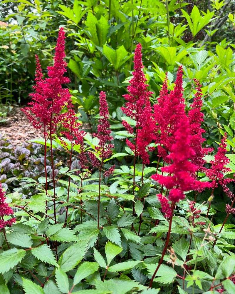 Astilbe 'Fanal'