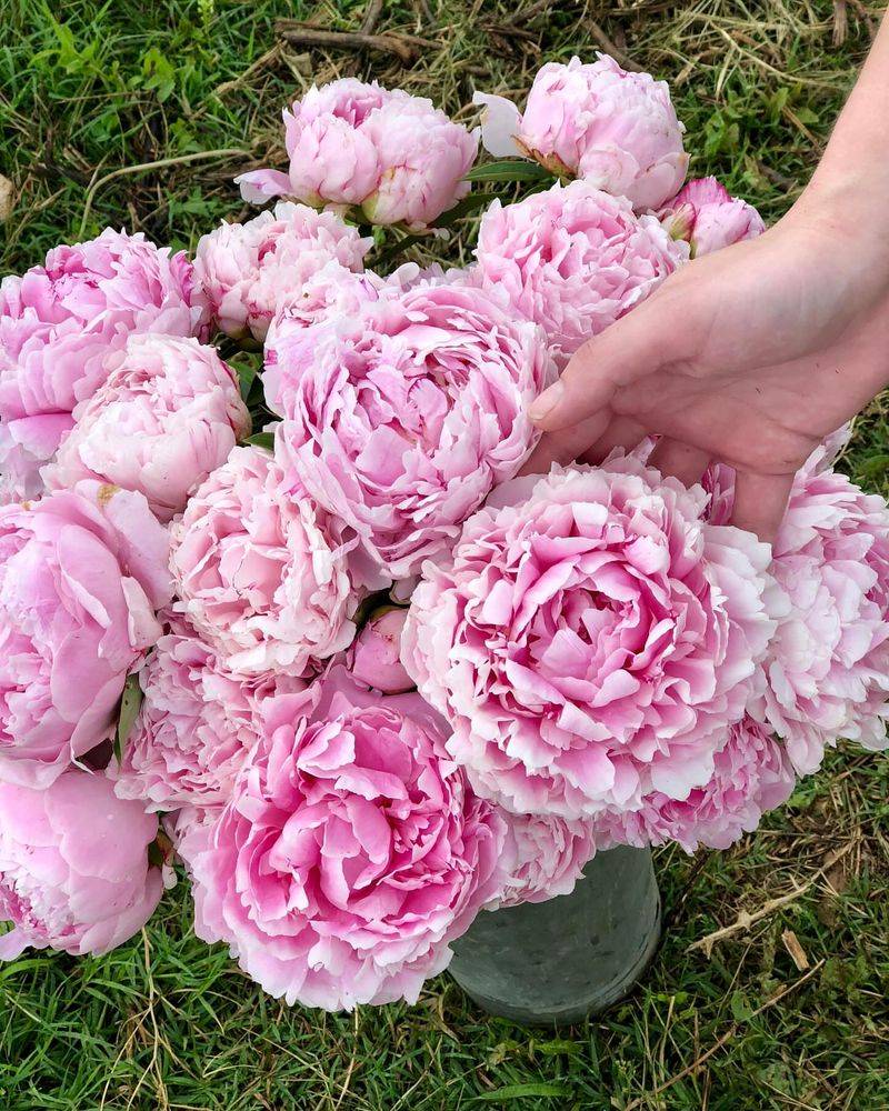 Peonies: Heirloom Elegance