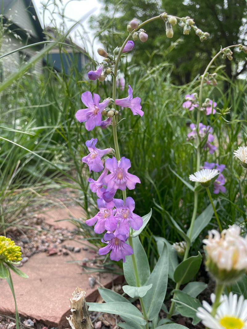 Penstemon: Tubular Teamwork
