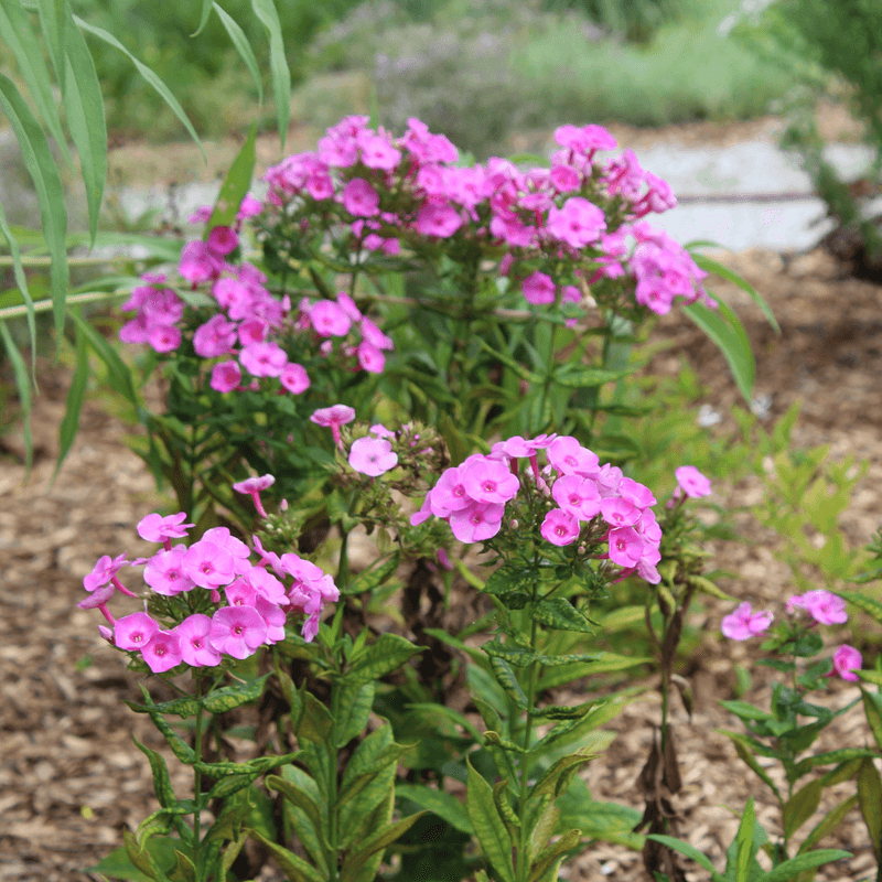 Phlox