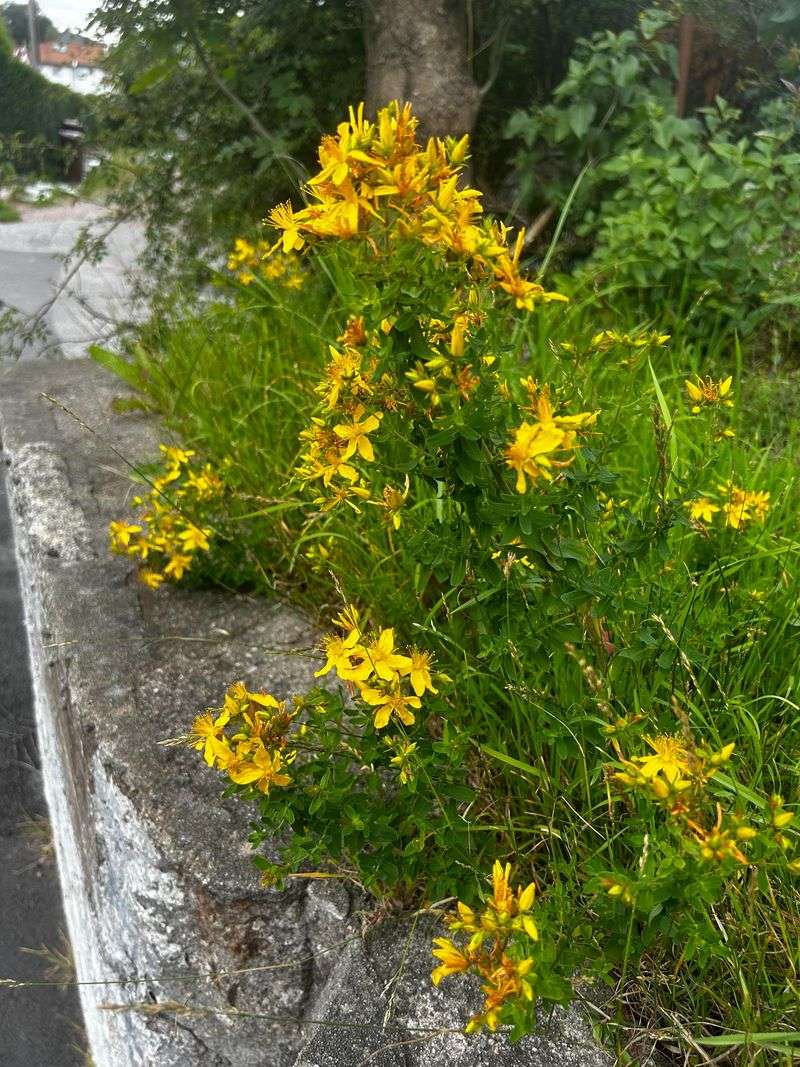 St. John's Wort (Hypericum calycinum)