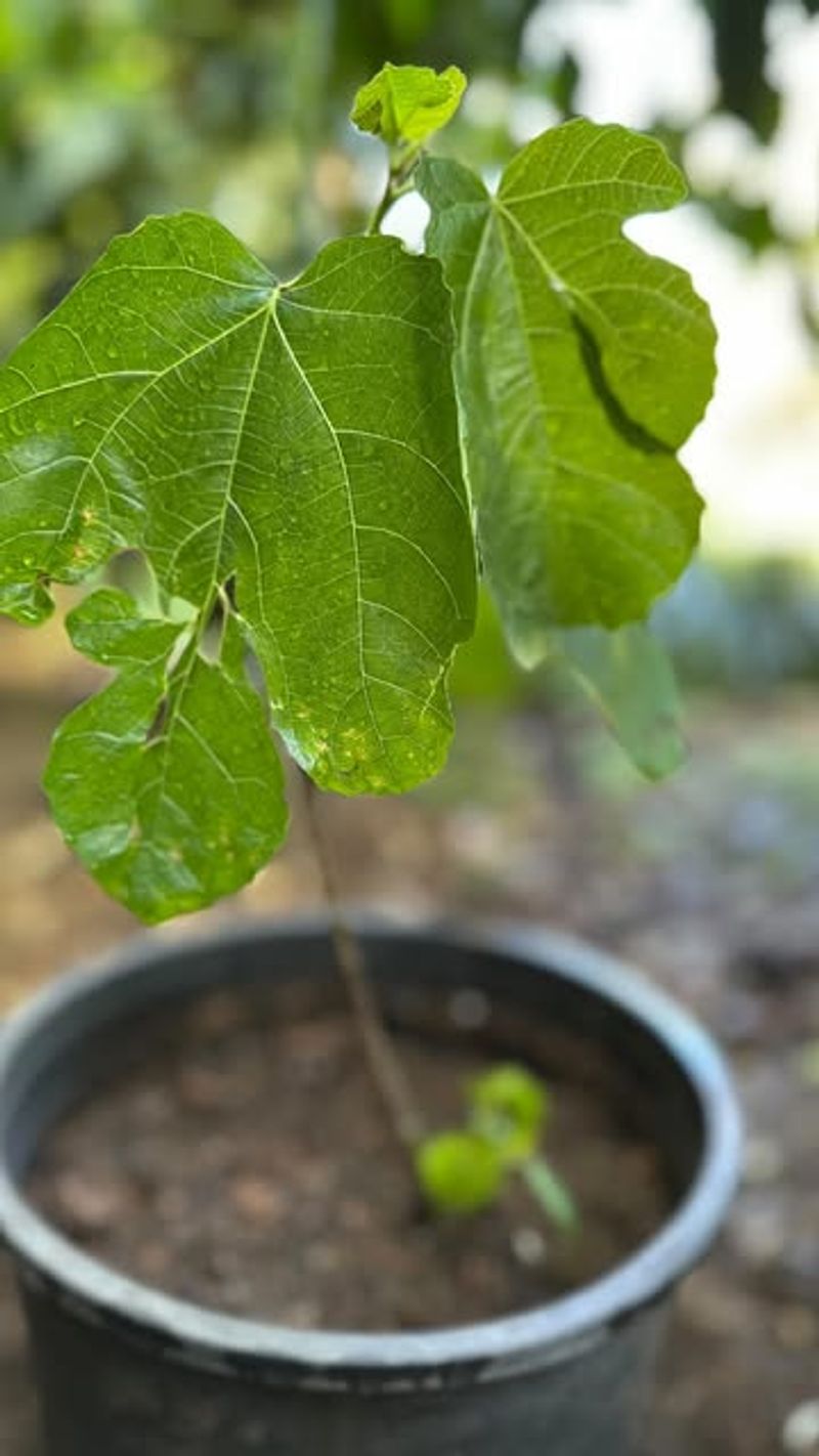 The Perfect Transplanting Weather Has Arrived