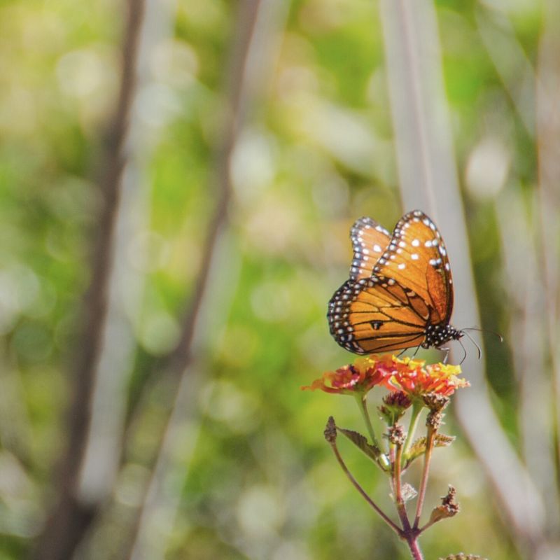 Monarch Butterflies