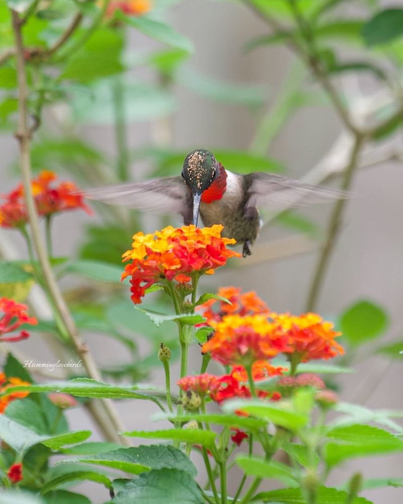 Ruby-throated Hummingbirds Serve As Pollinators