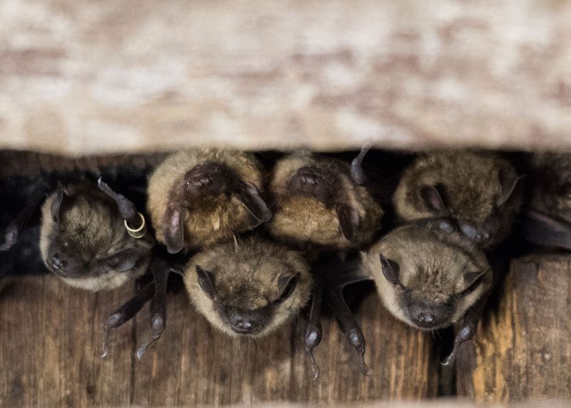 Bat Colonies