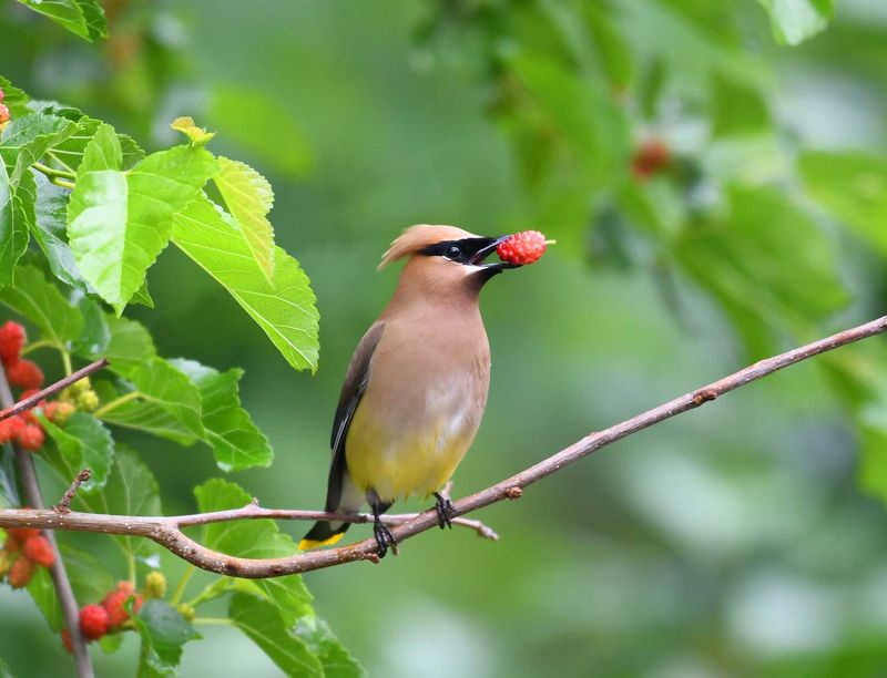 Cedar Waxwings Control Fruit Tree Pests