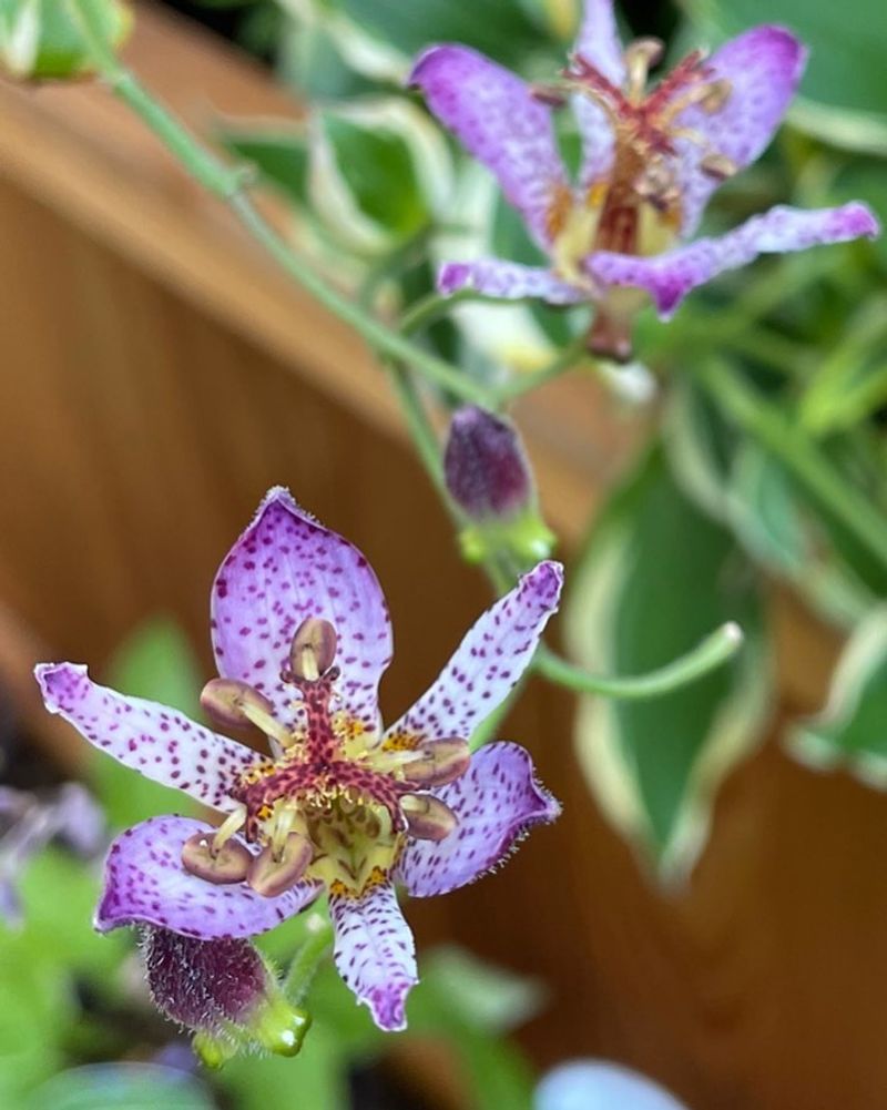 Toad Lily