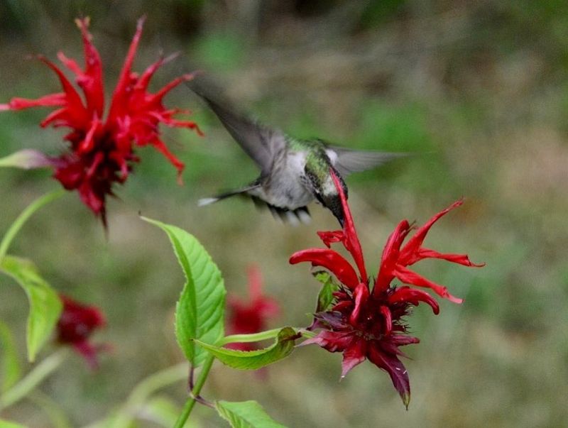 Bee Balm