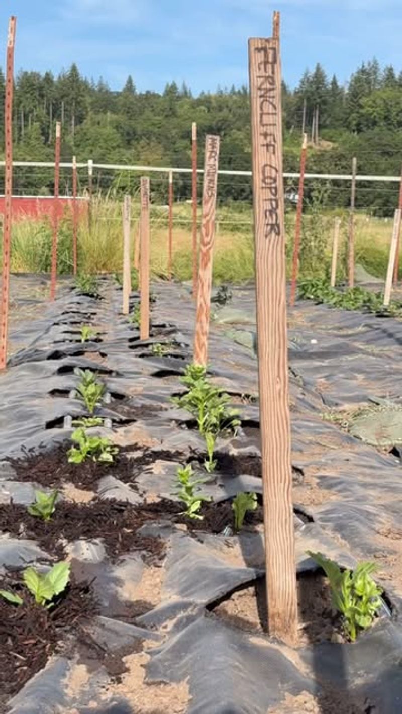 Root Suffocation From Plastic Barriers