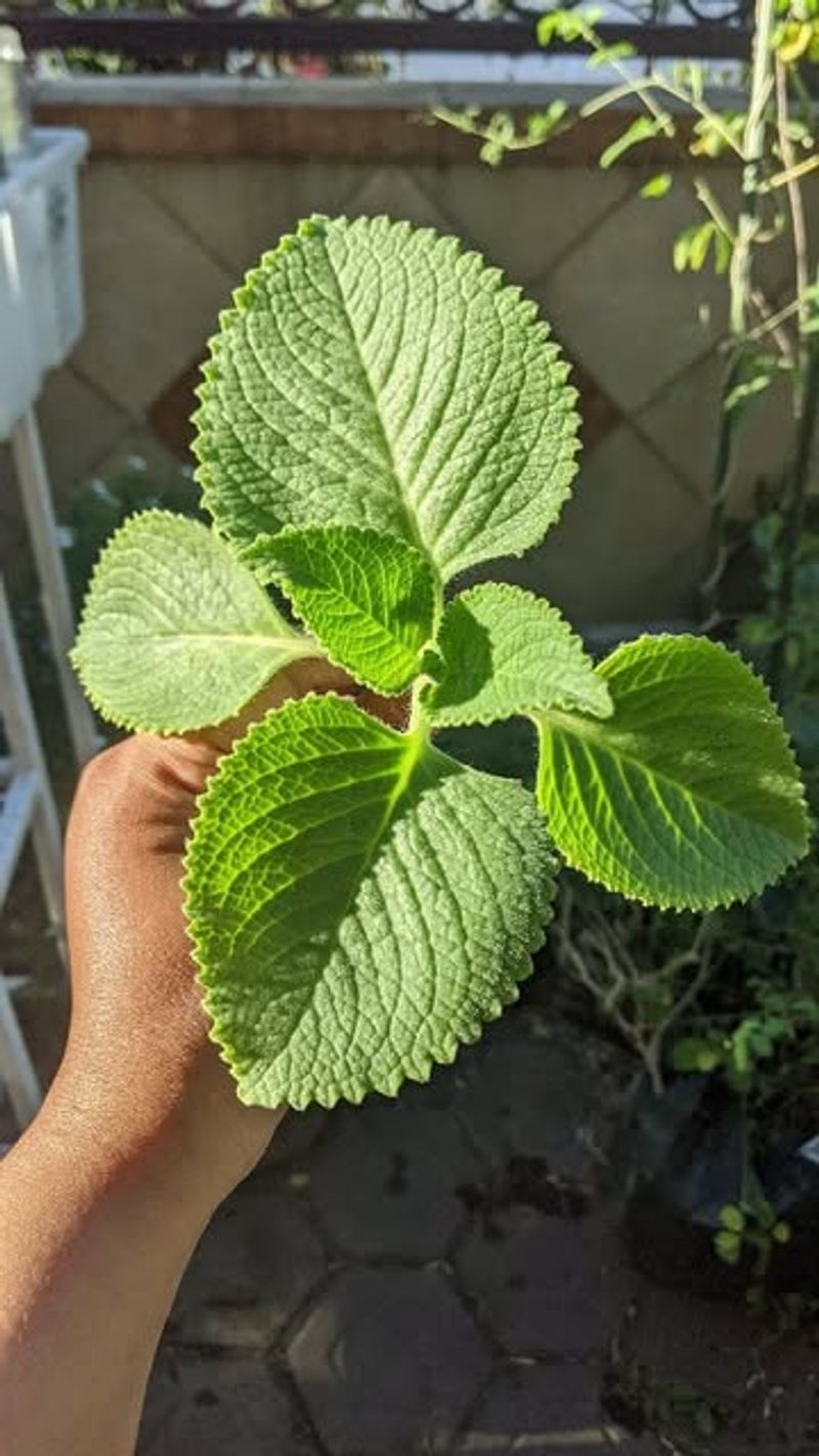 Mint's Moonlight Drink