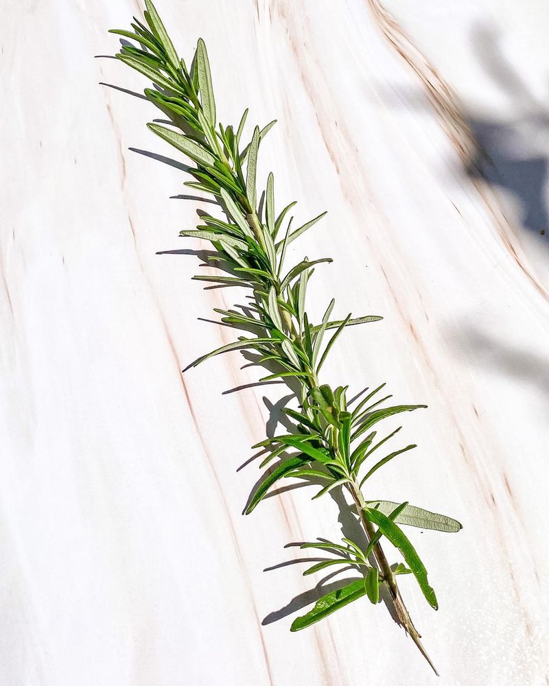 Rosemary