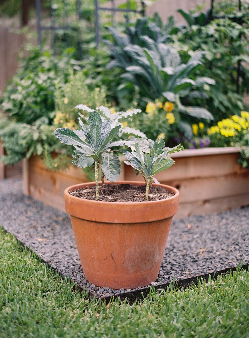 Kale