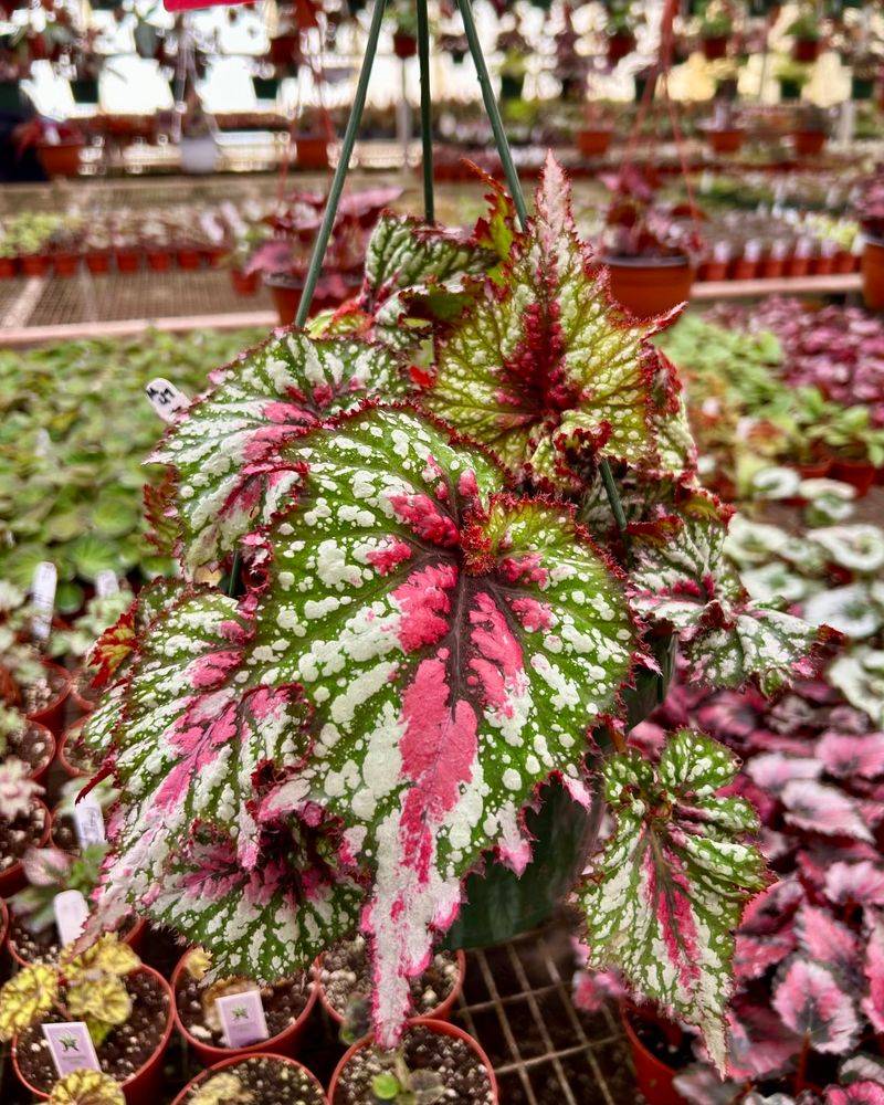 Begonia