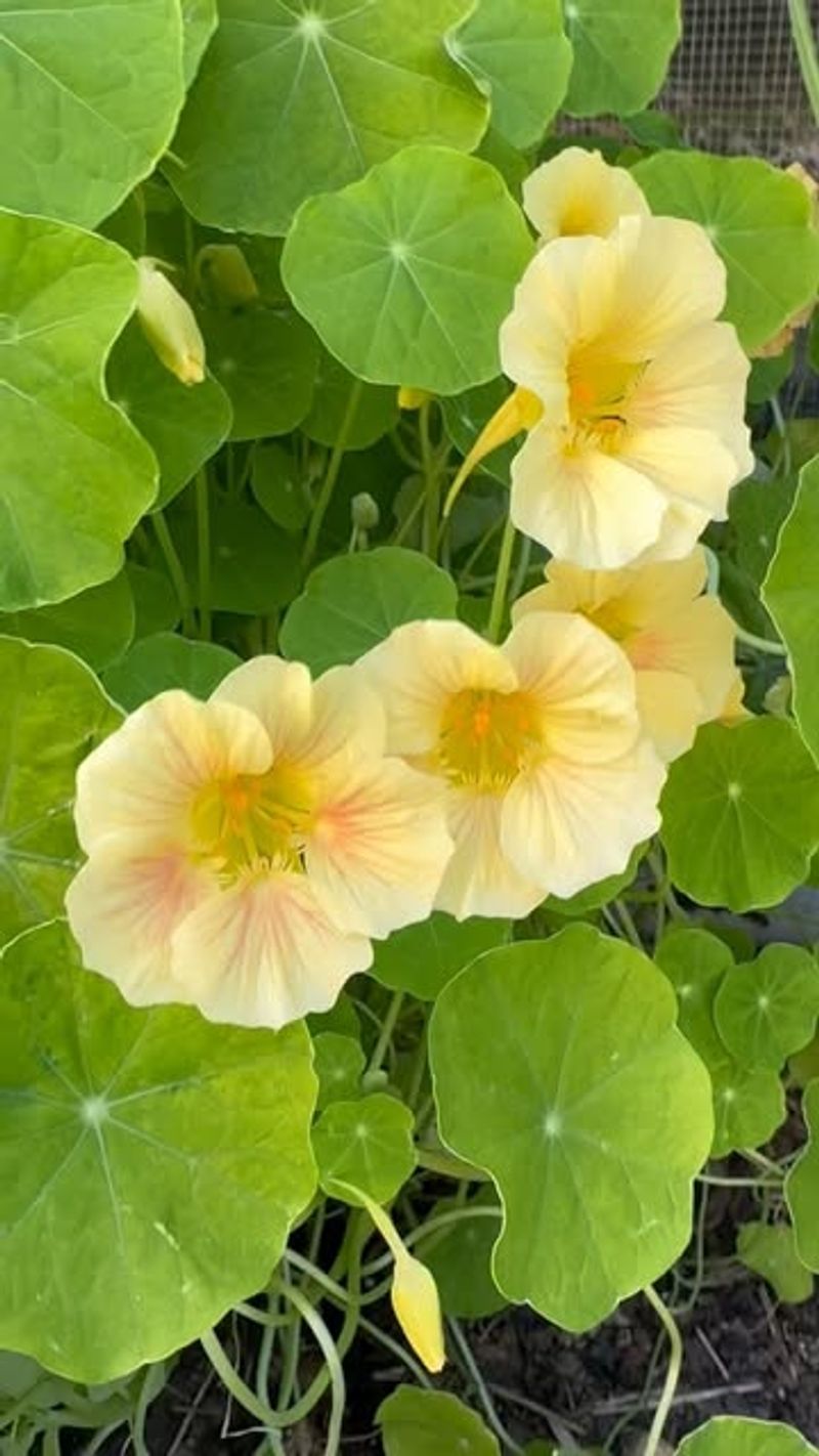 Nasturtiums