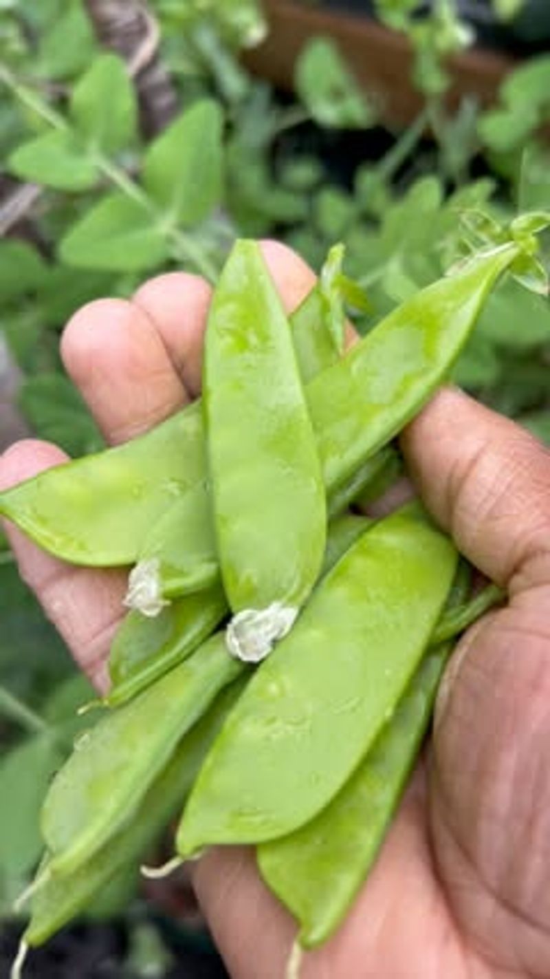 Peas: Spring's First Harvest