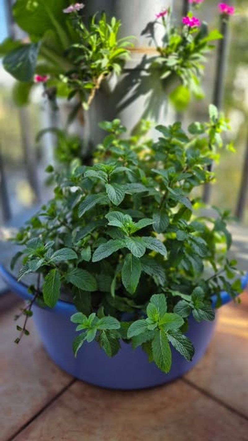 Mint: The Refreshing Powerhouse