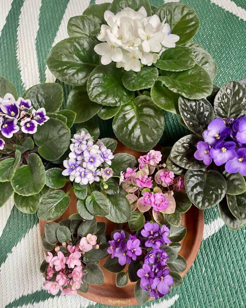 African Violet – Indoor Charmer