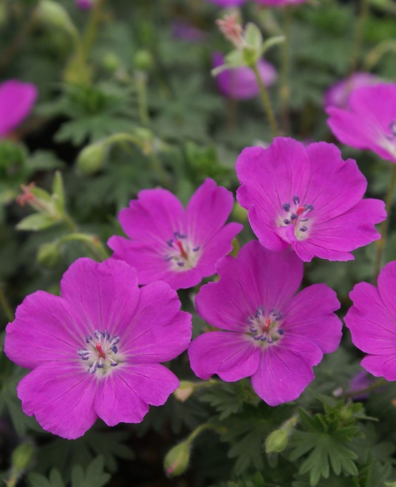 Bloody Cranesbill