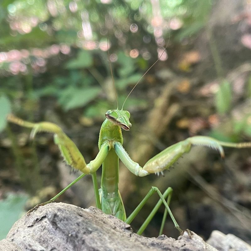 Hardworking Praying Mantises