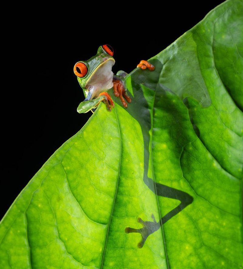 Frogs