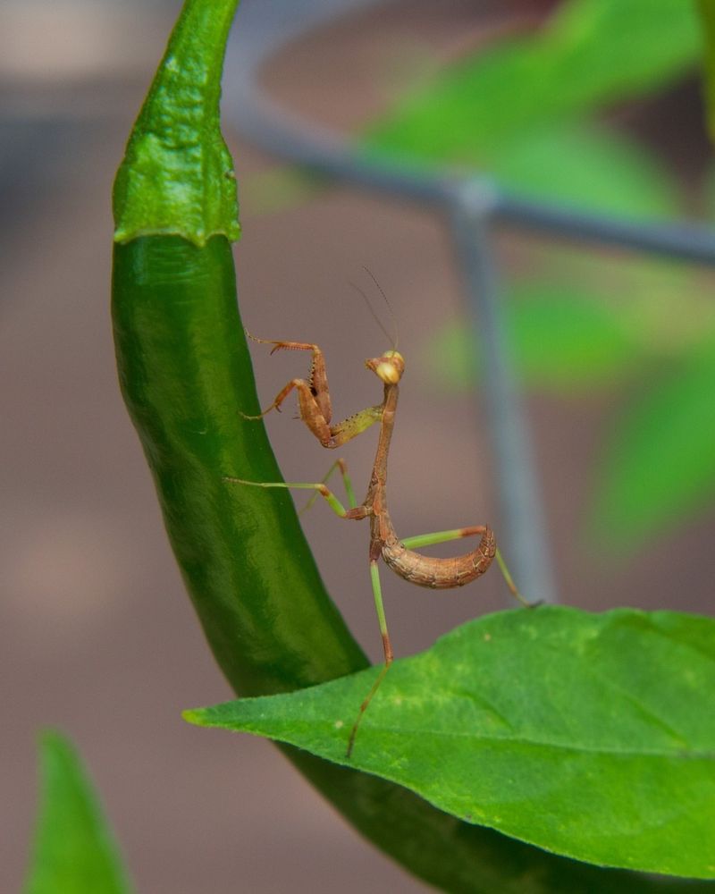 Beneficial Insects