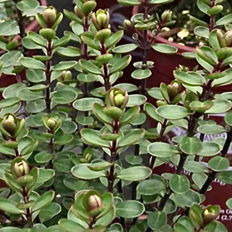 Goumi: Nitrogen-Fixing Superfruit From Asia