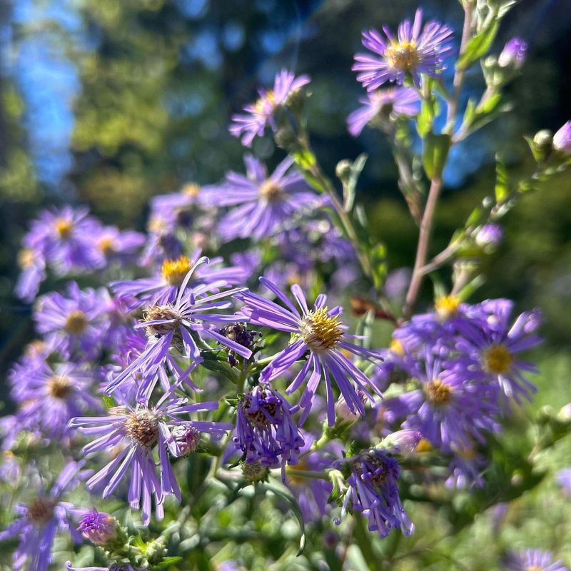 Douglas Aster (Symphyotrichum subspicatum)